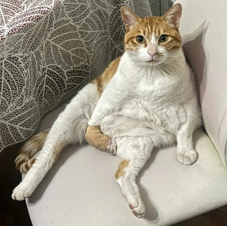 Найдена кошка в Нальчике — фото питомца