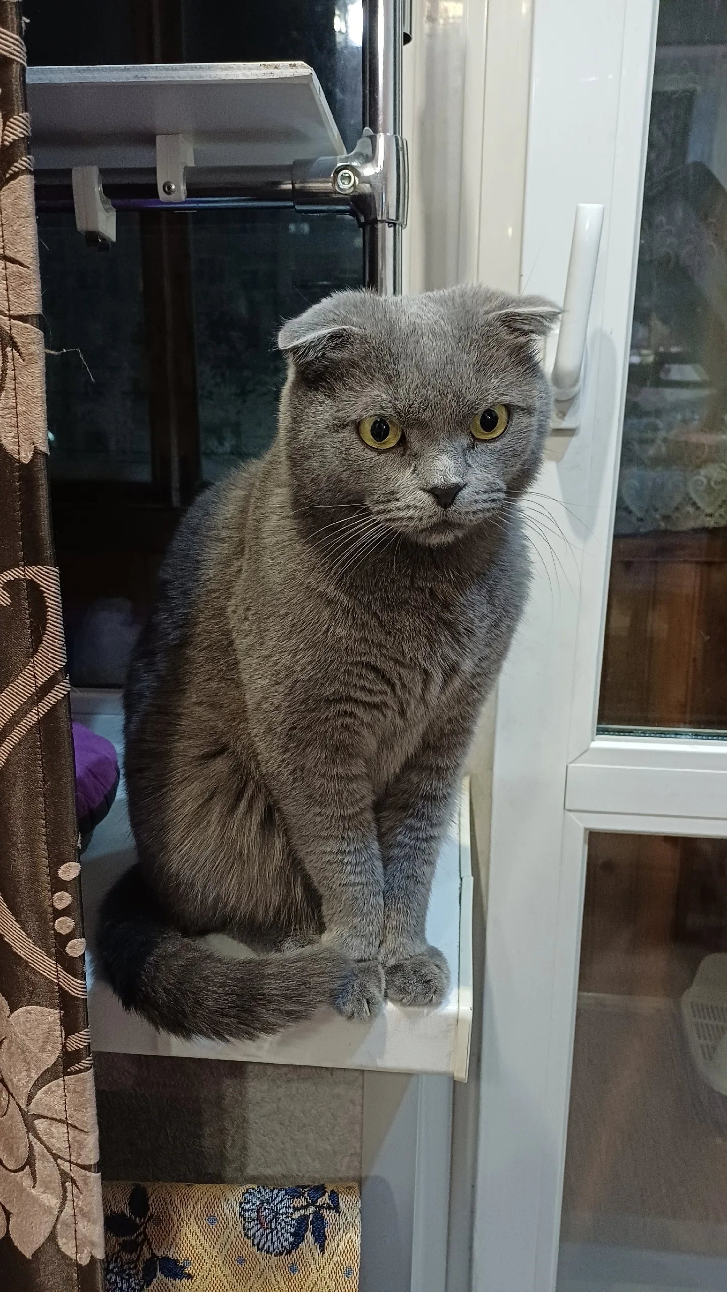 Найдена кошка в Ухте — фото питомца