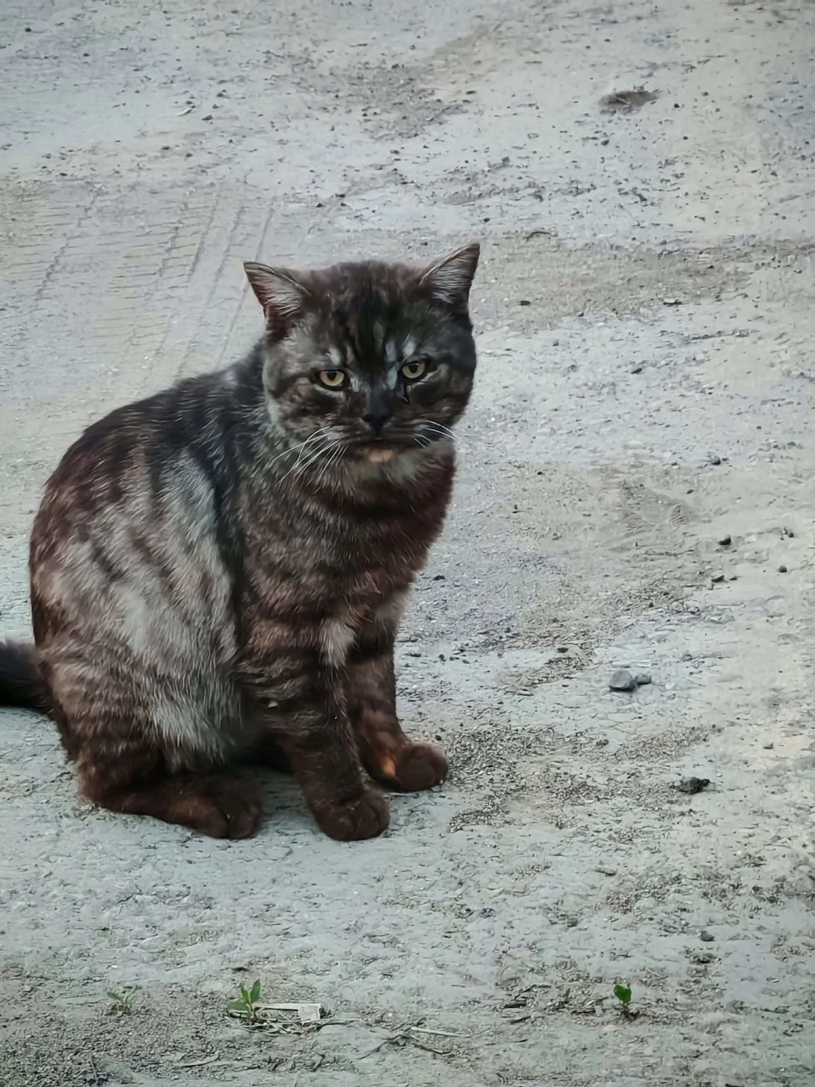 Найдена кошка в Нижнекамске — фото питомца