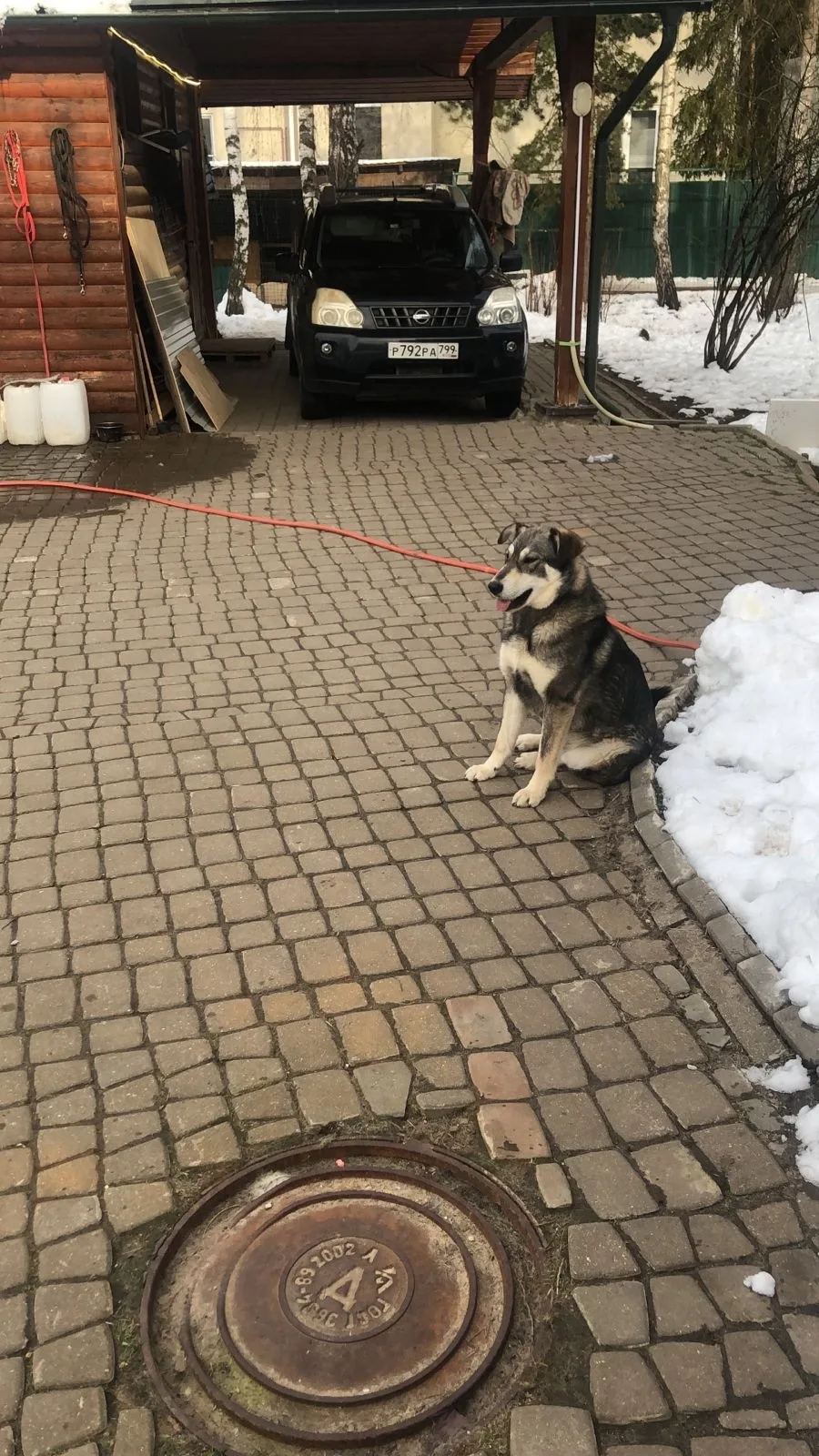 Найдена собака в Мытищах — фото питомца