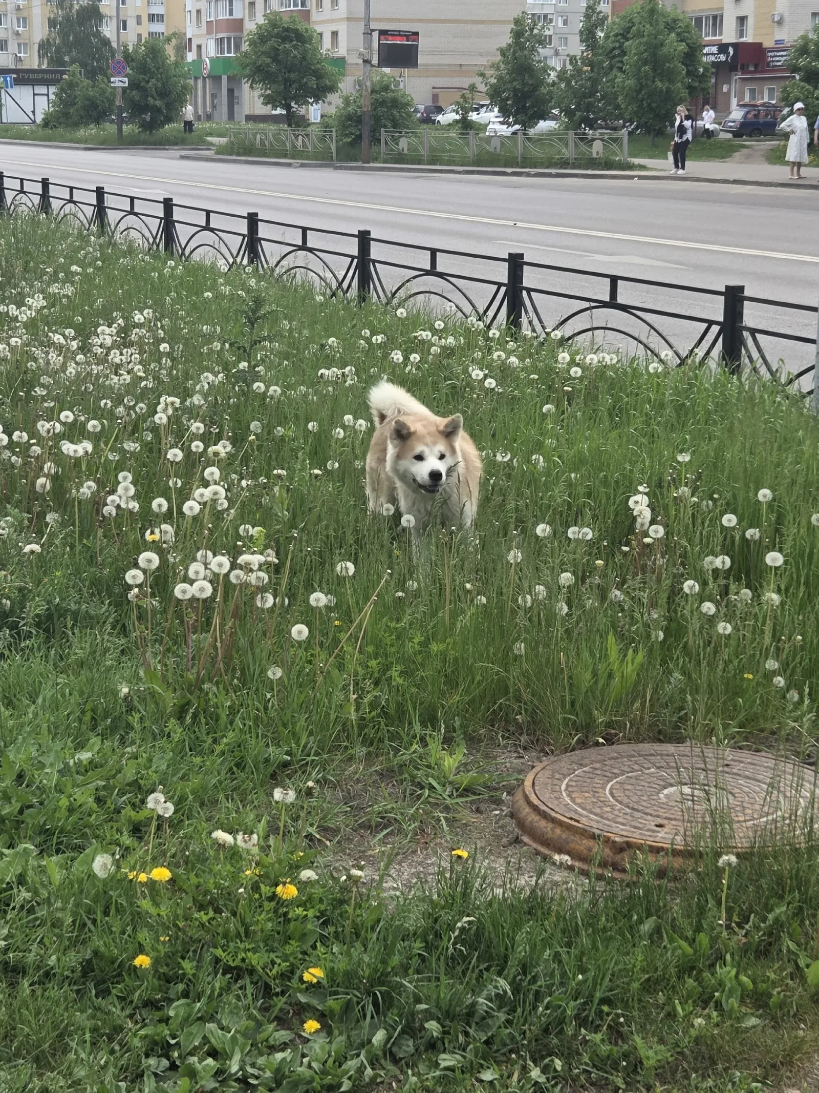 Найдена собака в Тамбове — фото питомца