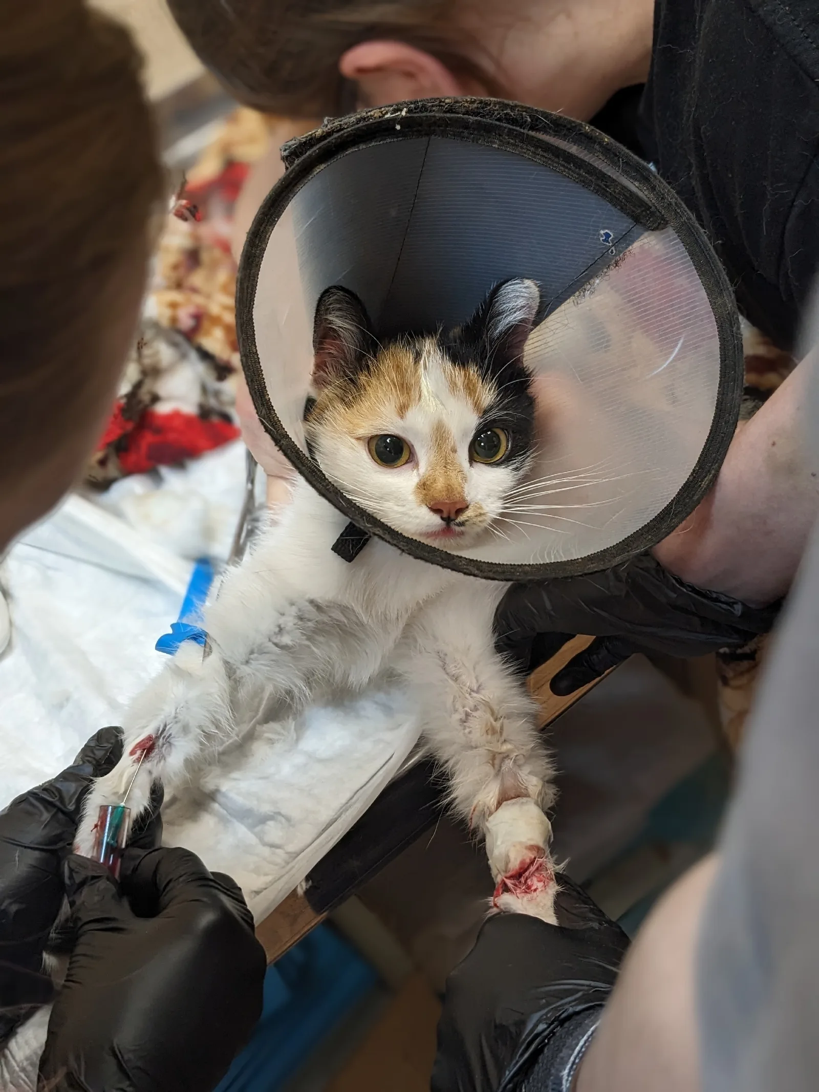 Найдена кошка в Воронеже — фото питомца
