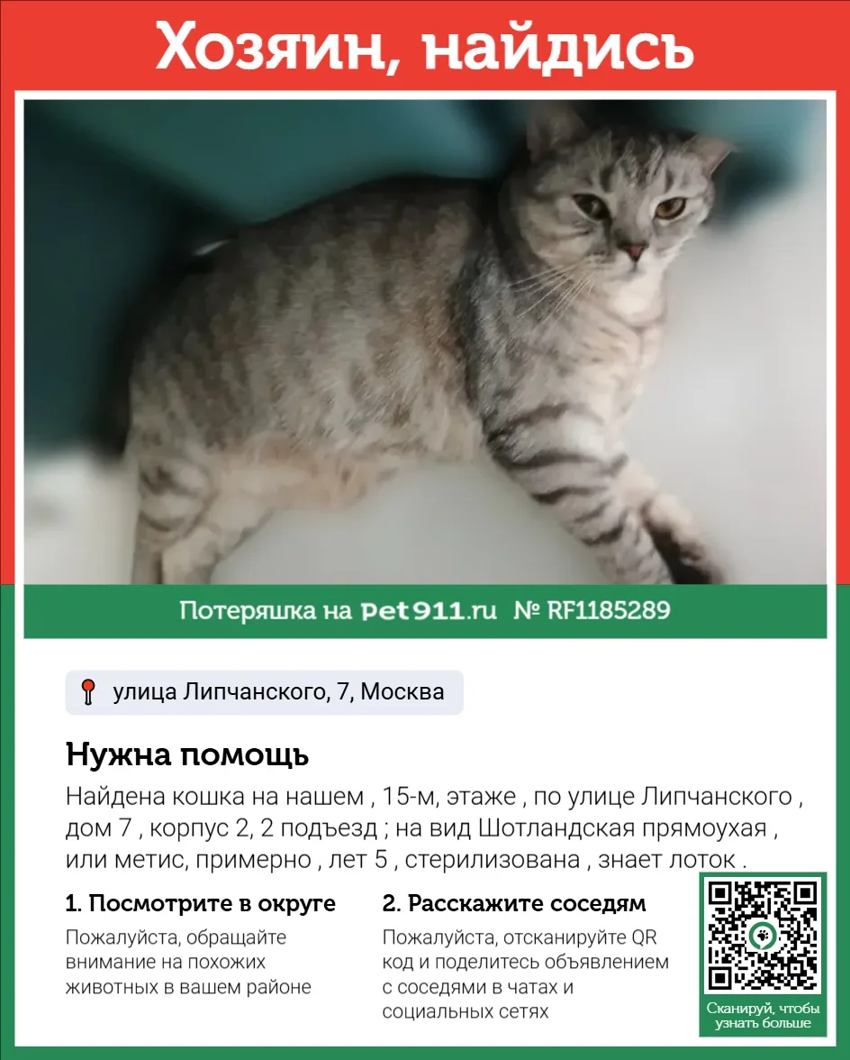 Найдена кошка в Видном — фото питомца
