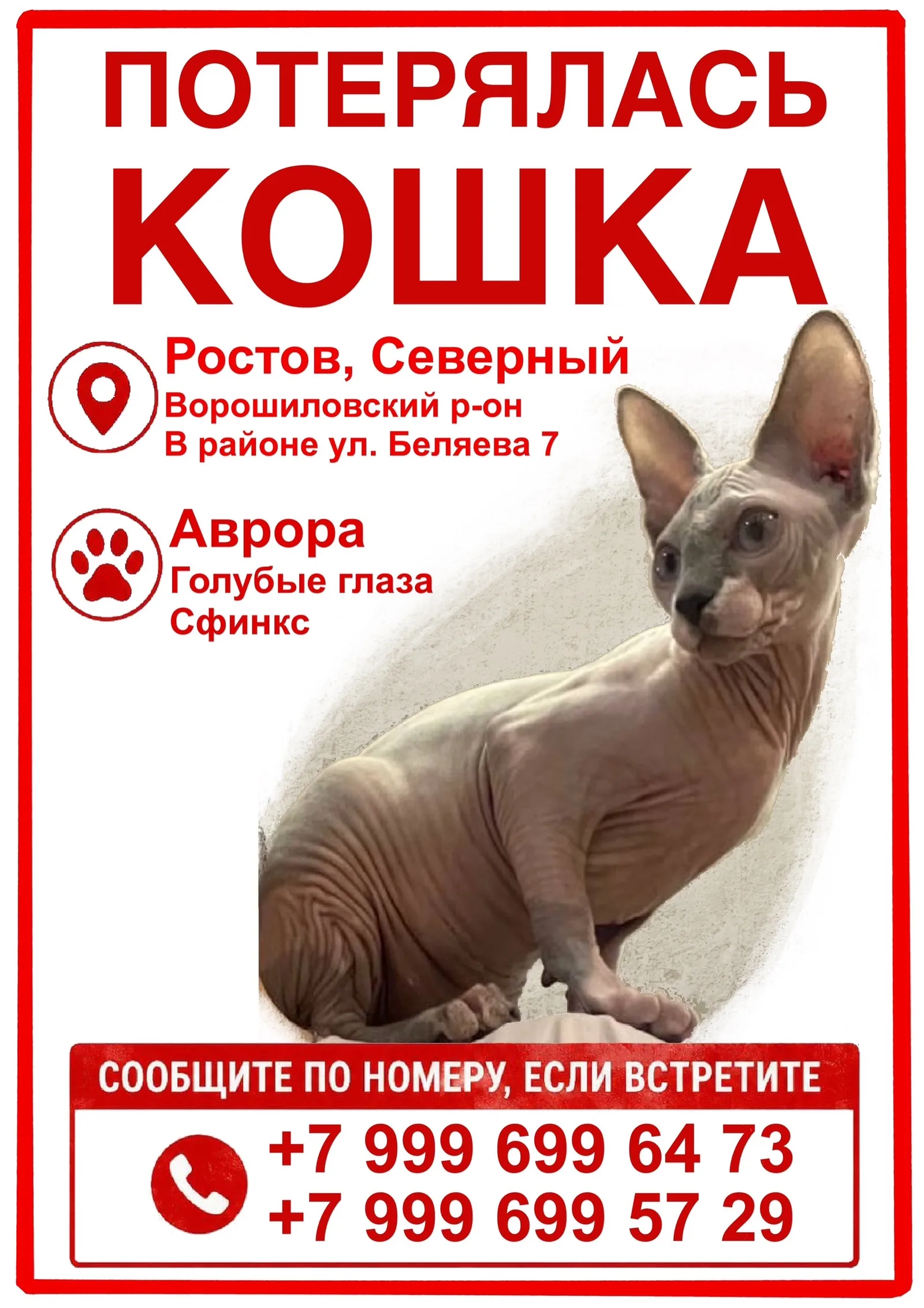 Найдена кошка в Ростове-на-Дону — фото питомца