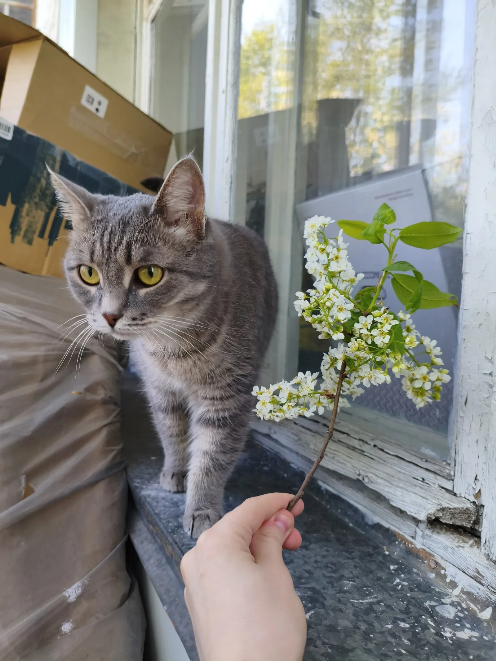 Найдена кошка в Перми — фото питомца