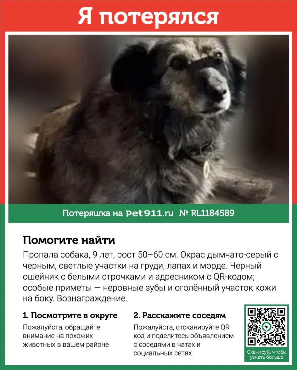 Найдена собака в Видном — фото питомца