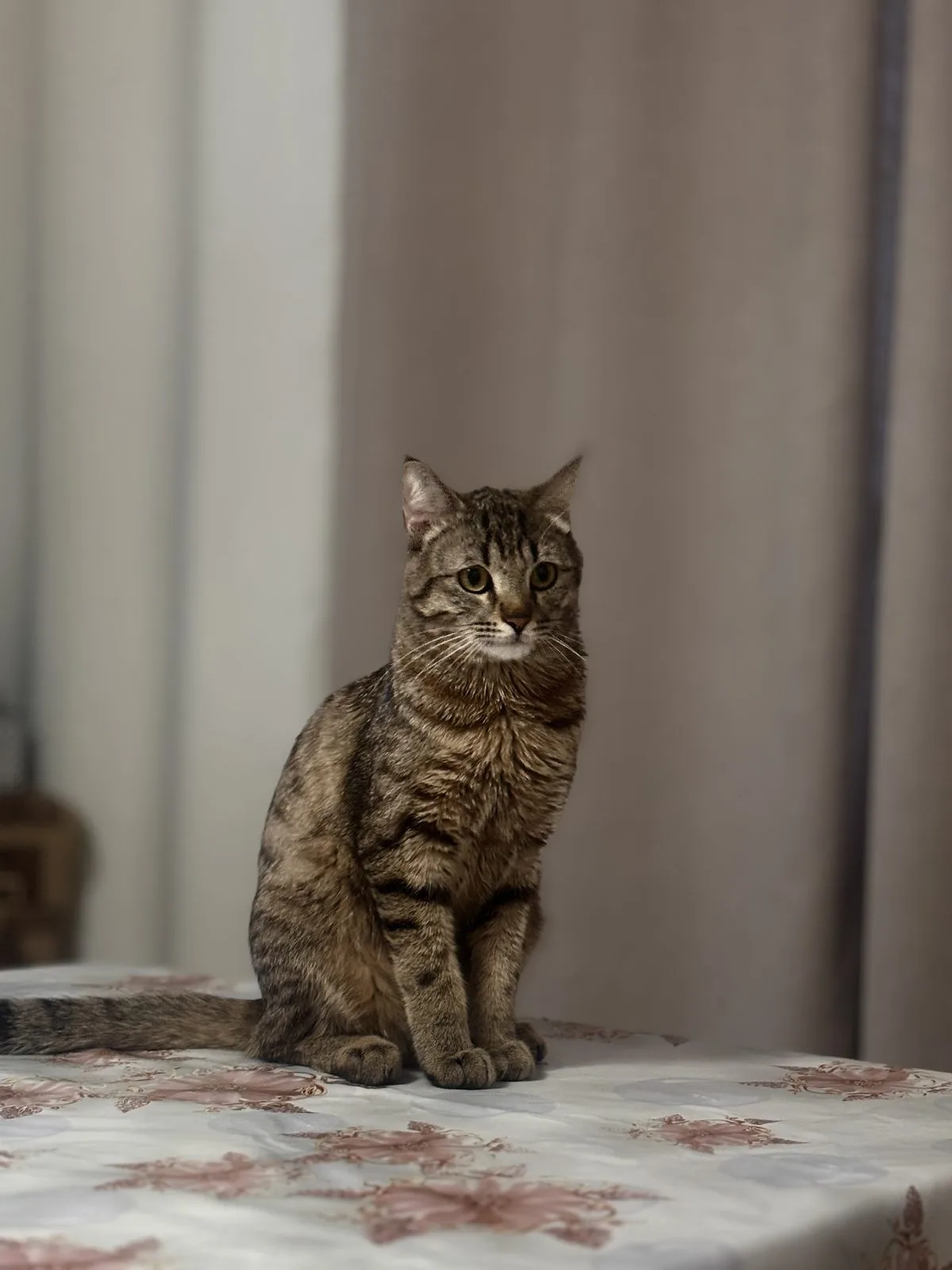 Пропала кошка в Набережных Челнах — фото питомца