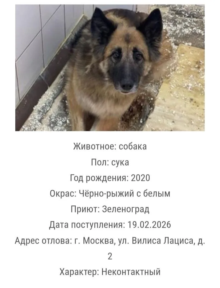 Найдена собака в Зеленограде — фото питомца