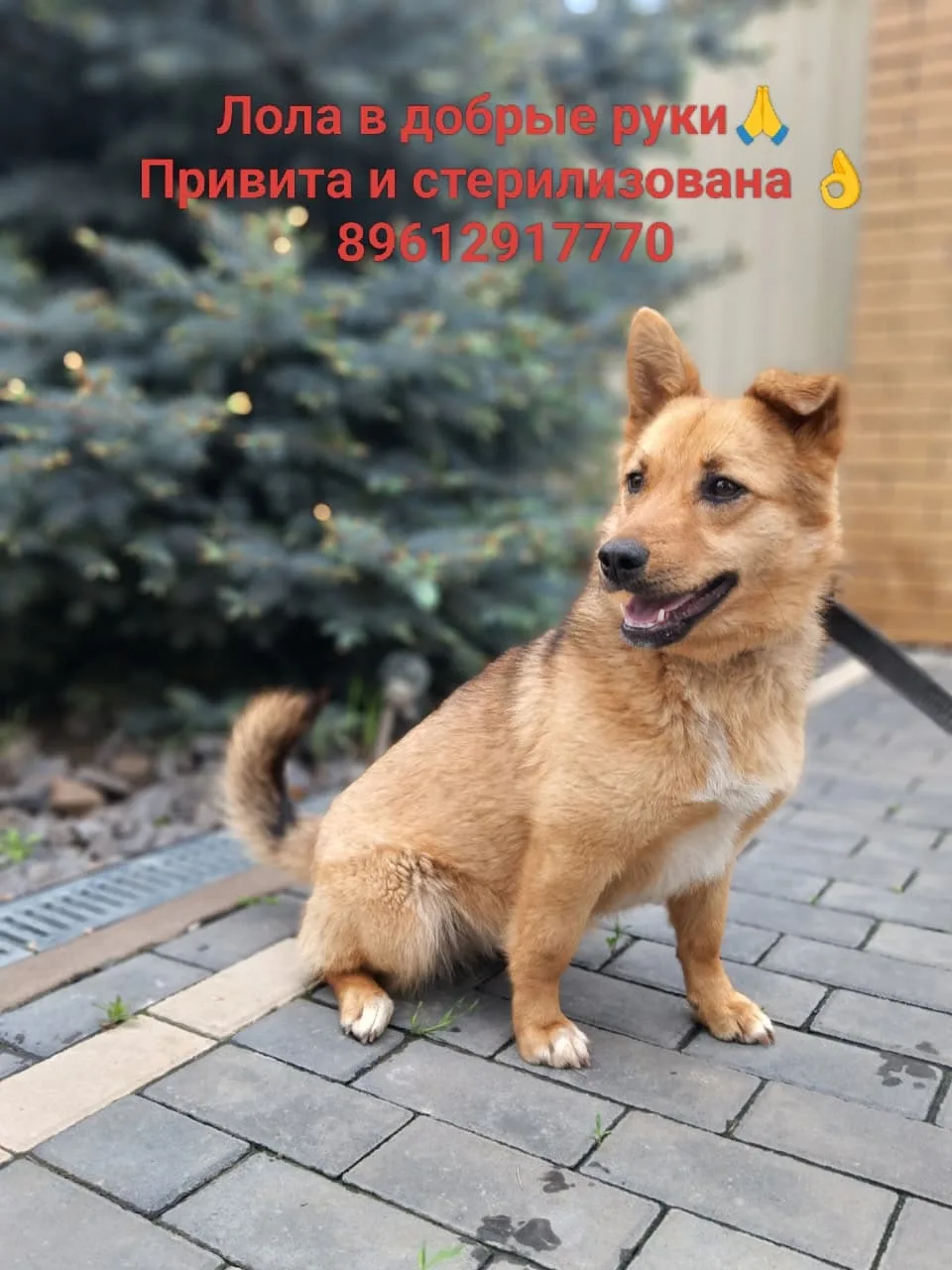 Найдена собака в Ростове-на-Дону — фото питомца