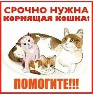 Найдена кошка в Саранске — фото питомца