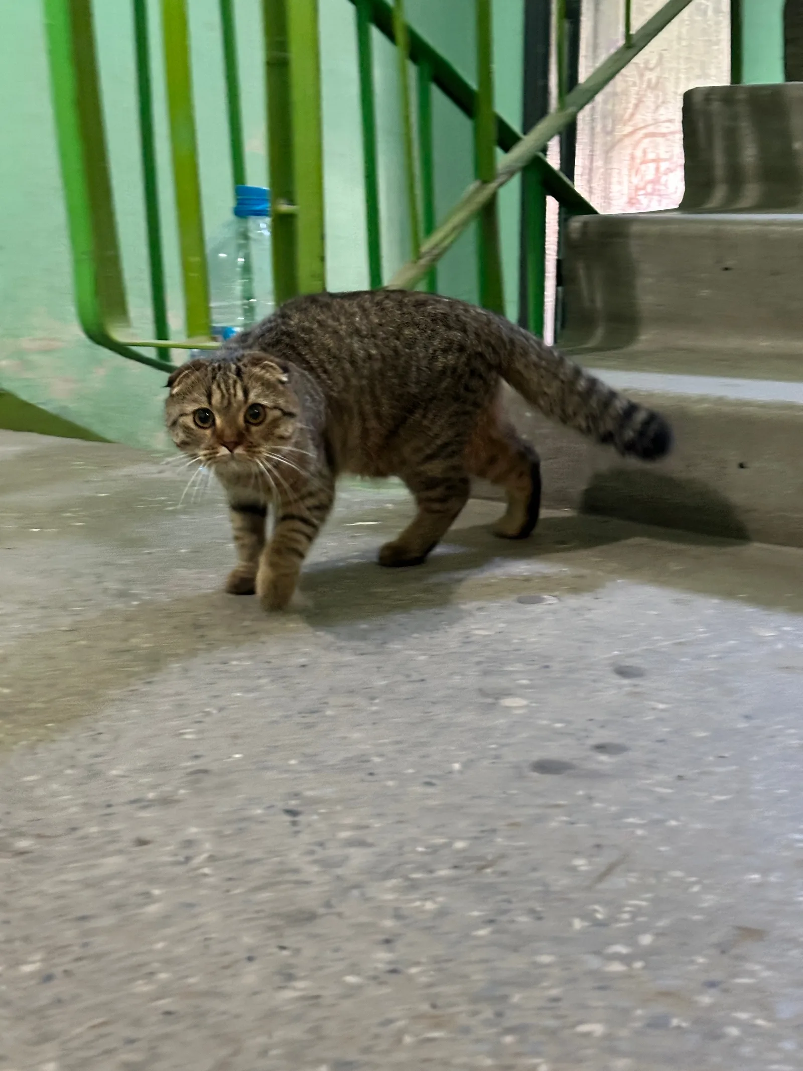 Найдена кошка в Туле — фото питомца