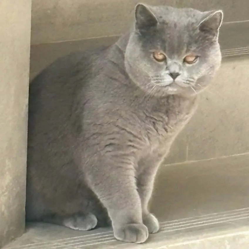 Найдена кошка в Нальчике — фото питомца