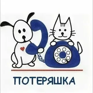 Найдена собака в Иркутске — фото питомца