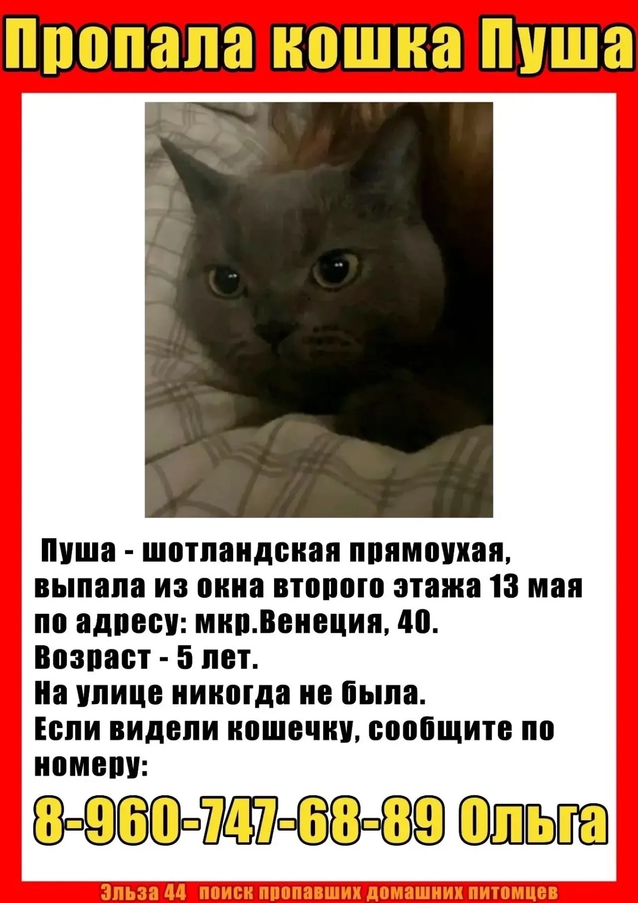 Найдена кошка в Костроме — фото питомца