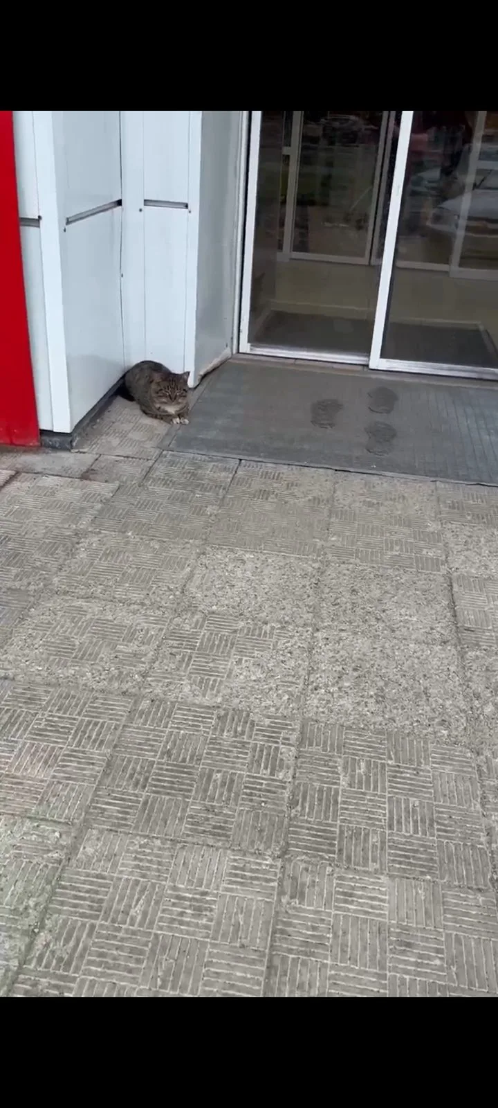 Найдена кошка в Архангельске — фото питомца