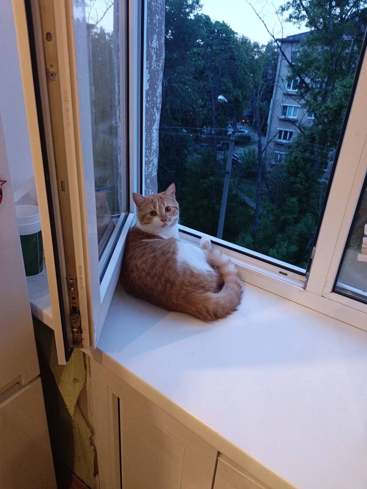 Пропала кошка в Туле — фото питомца