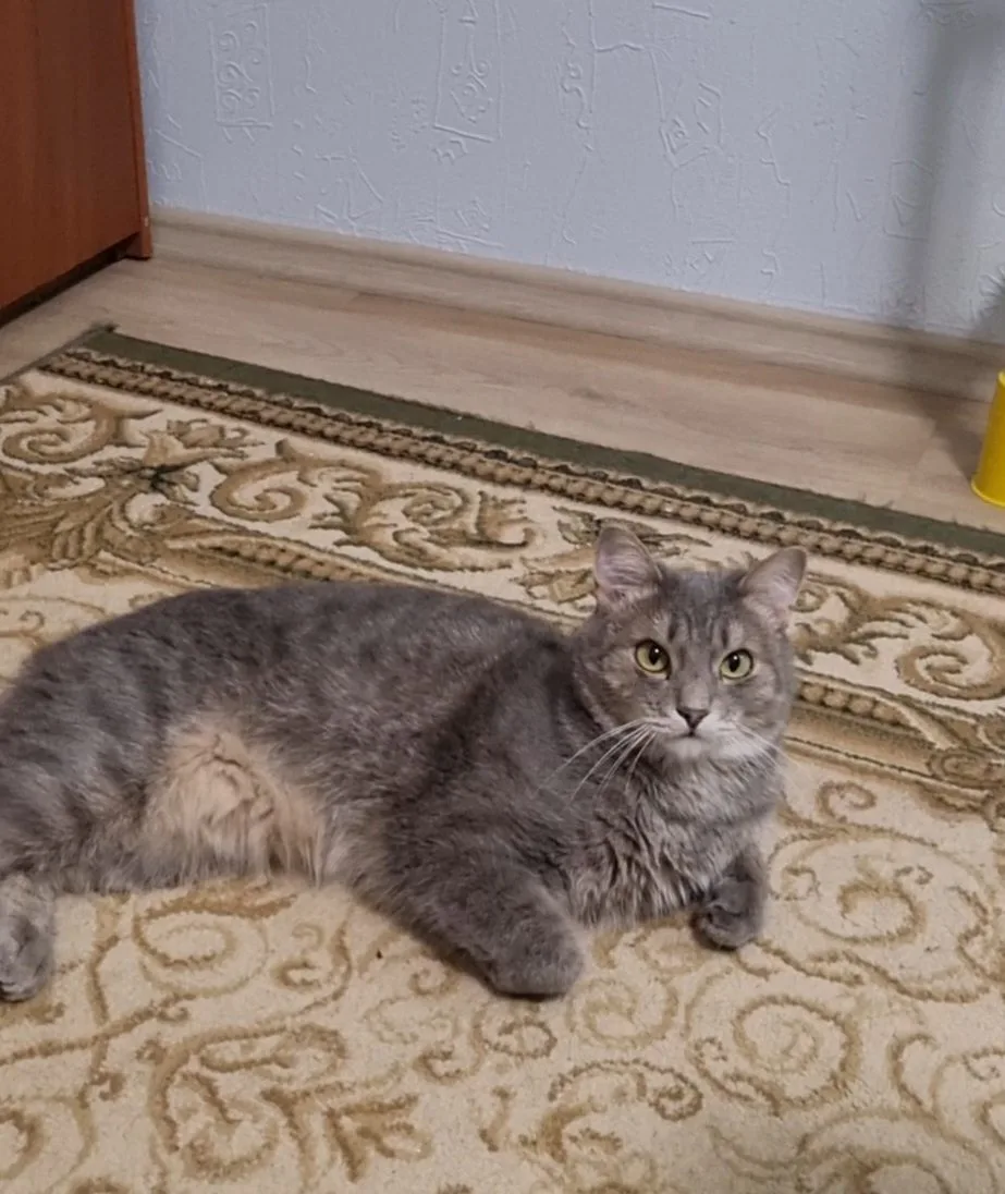 Пропала кошка в Сургуте — фото питомца
