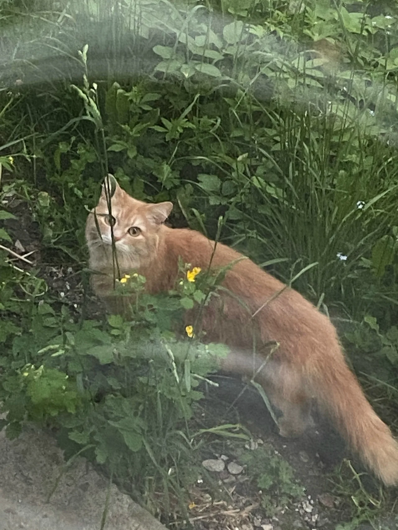 Найдена кошка в Брянске — фото питомца