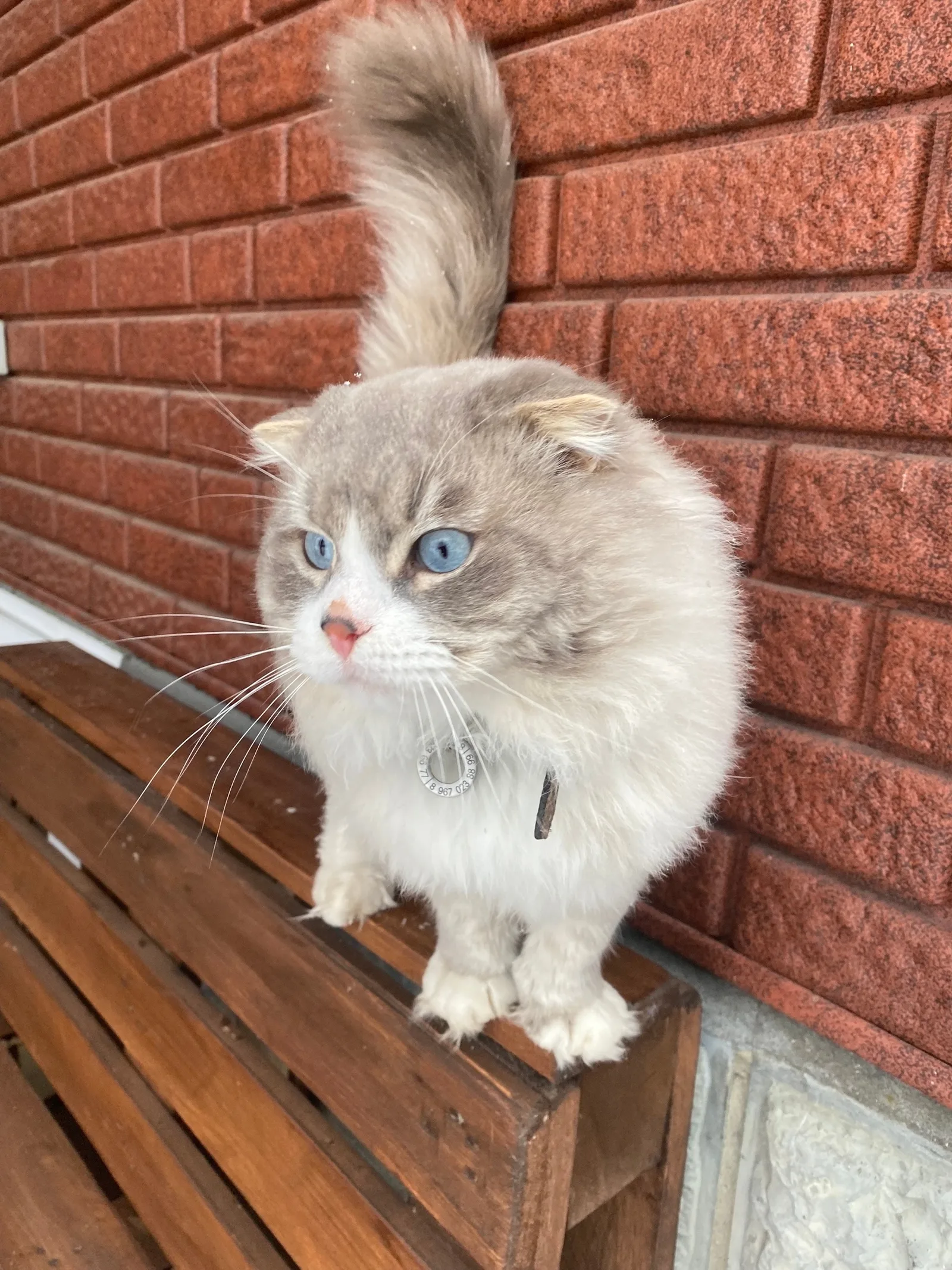 Найдена кошка в Раменском — фото питомца