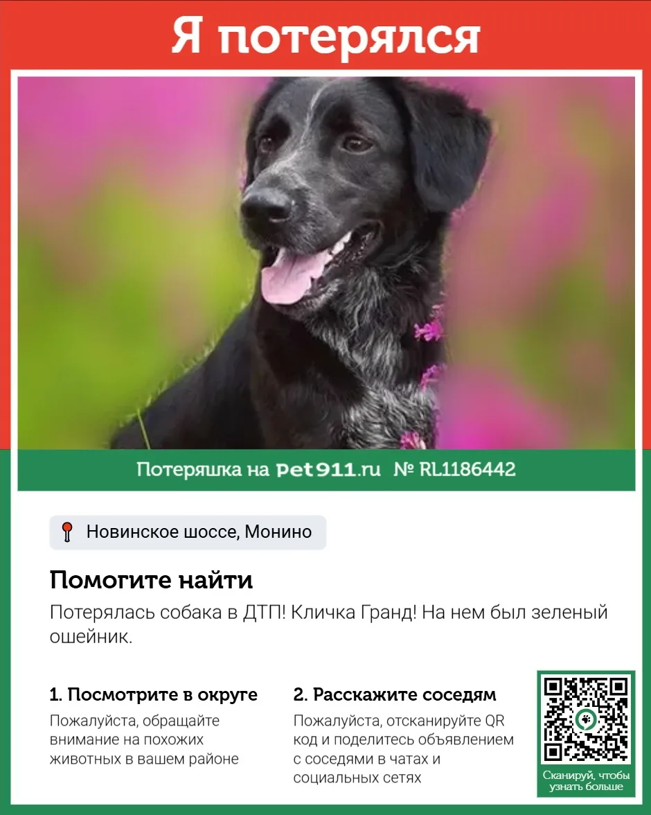 Найдена собака в Реутове — фото питомца
