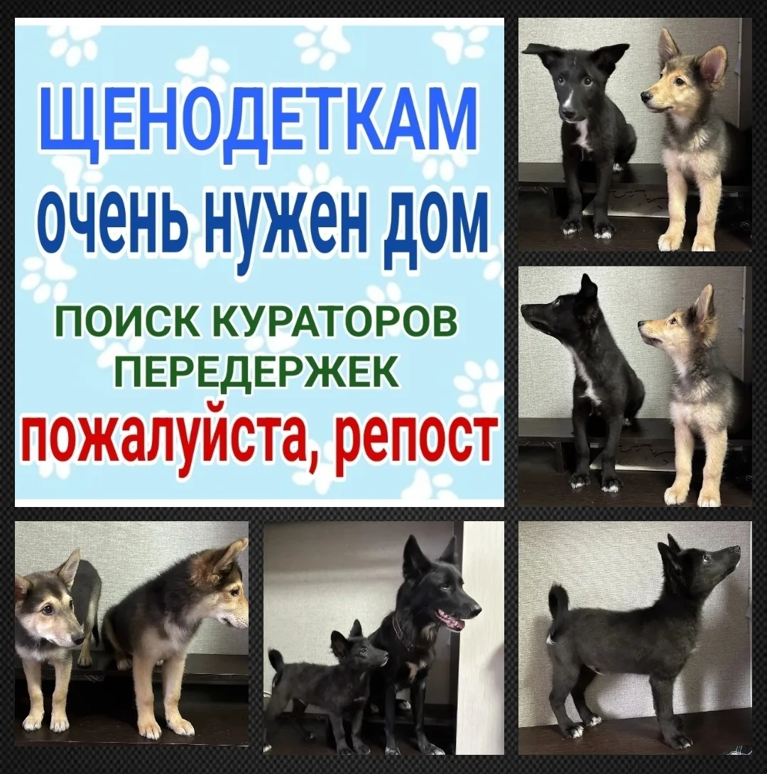 Найдена собака в Мурманске — фото питомца