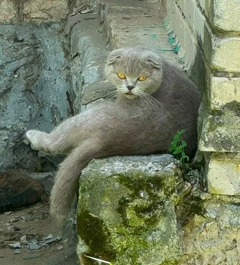 Найдена кошка в Обнинске — фото питомца