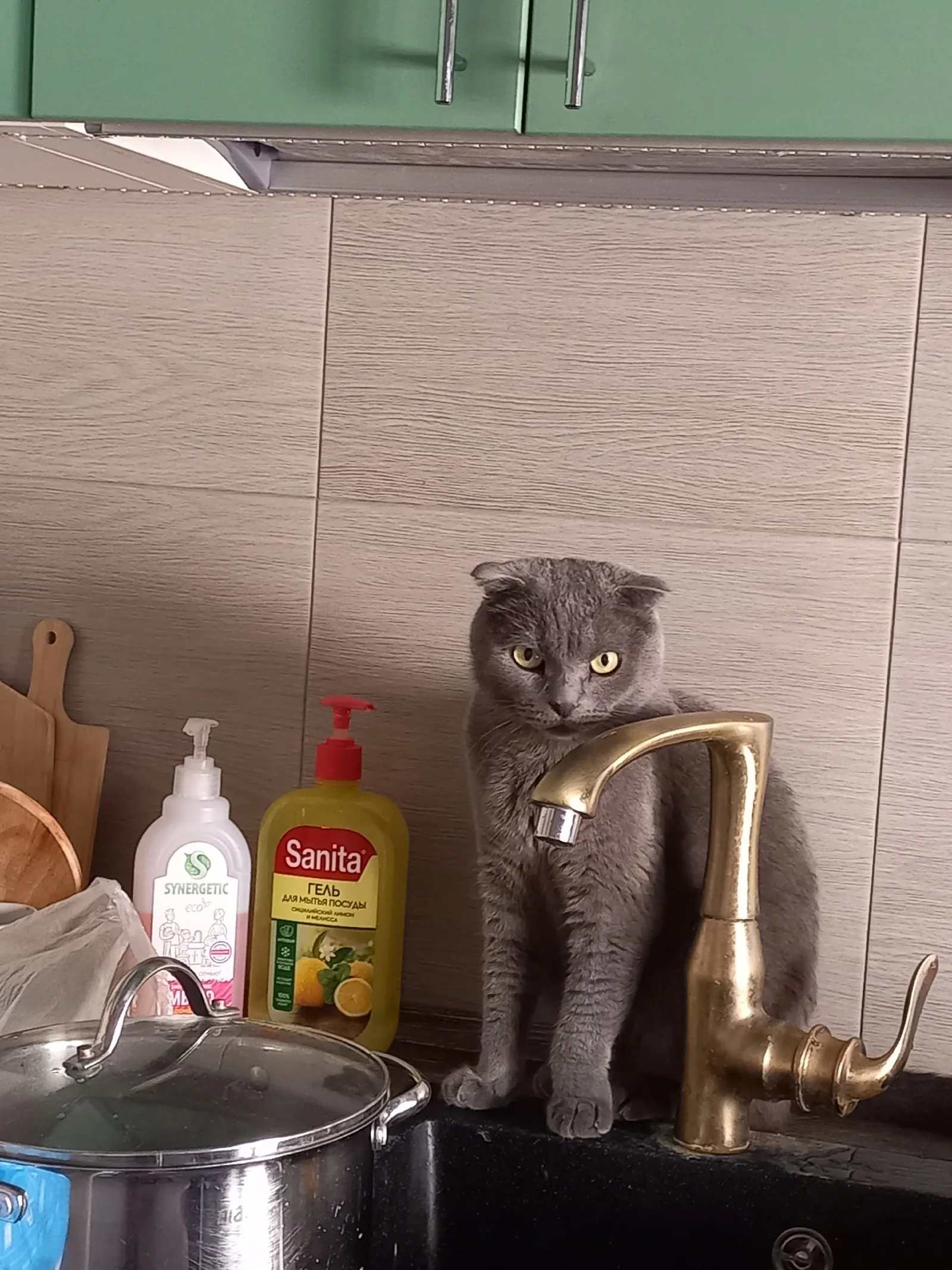 Найдена кошка в Ухте — фото питомца