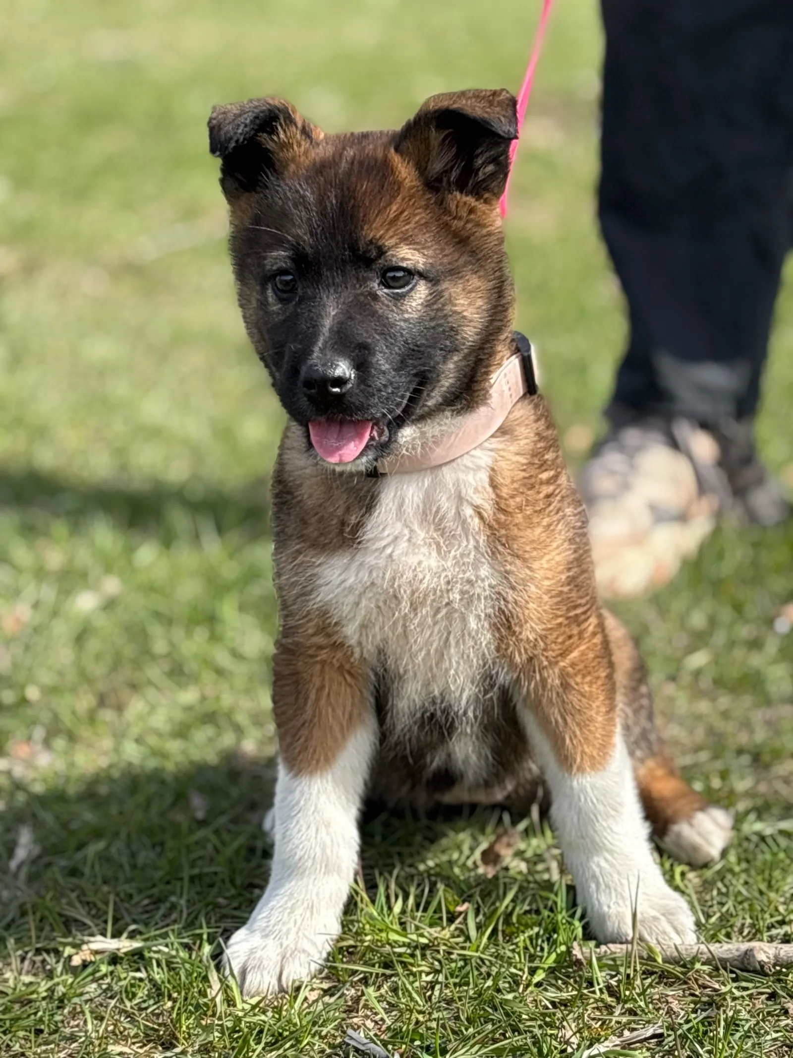 Найдена собака в Архангельске — фото питомца