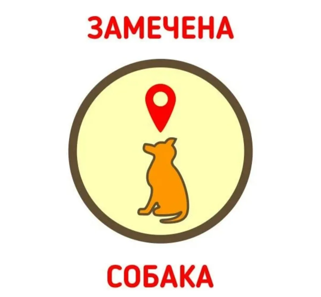 Найдена собака в Белгороде — фото питомца