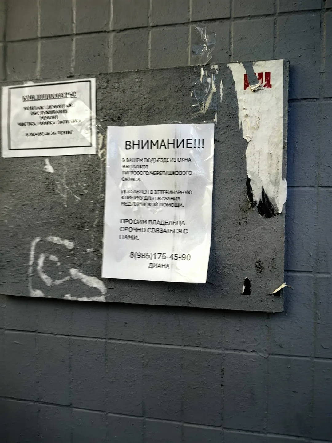 Найдена кошка в Зеленограде — фото питомца