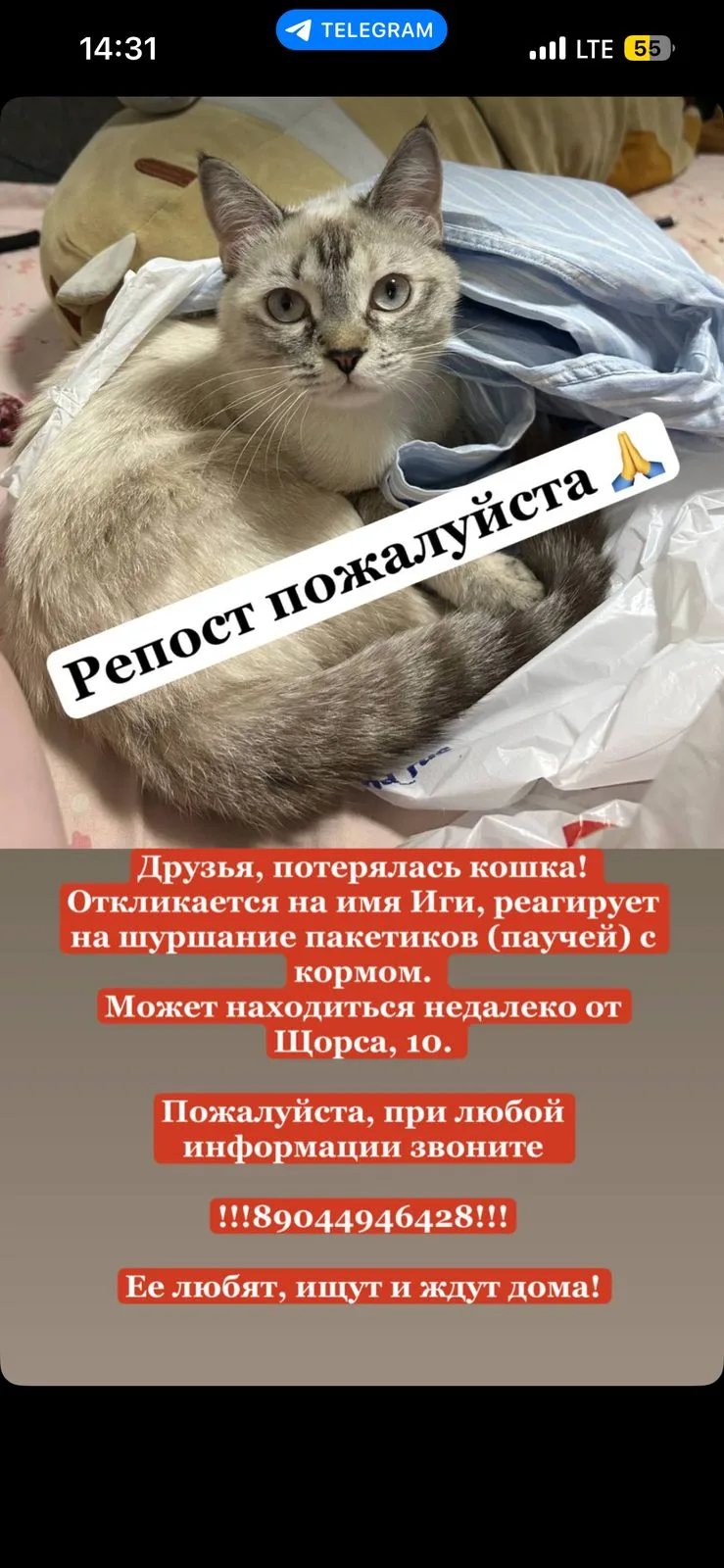 Пропала кошка в Тюмени — фото питомца