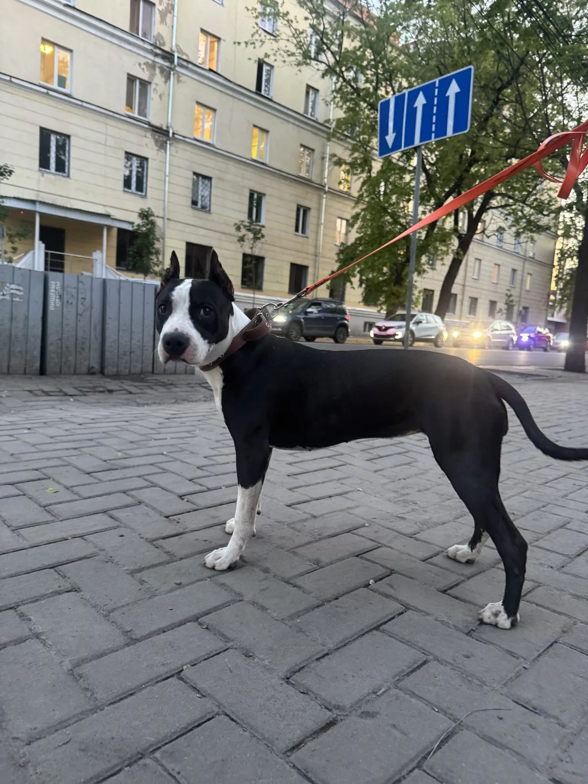 Найдена собака в Воронеже — фото питомца