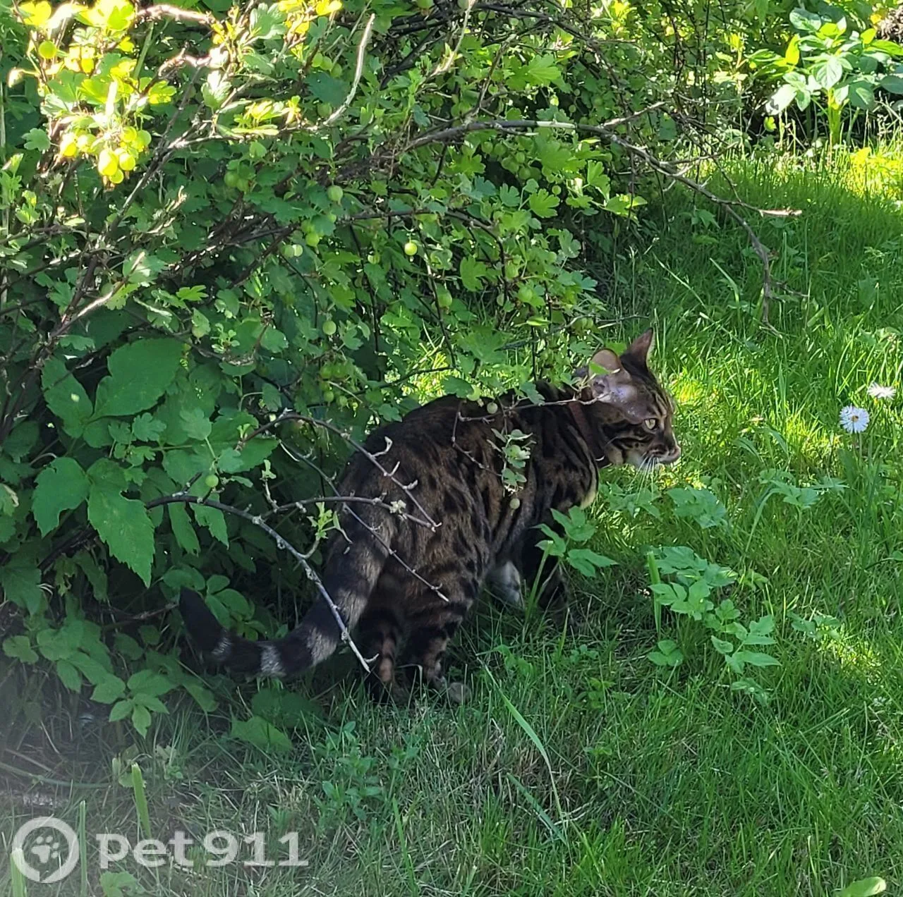 Найдена кошка в Петрозаводске — фото питомца