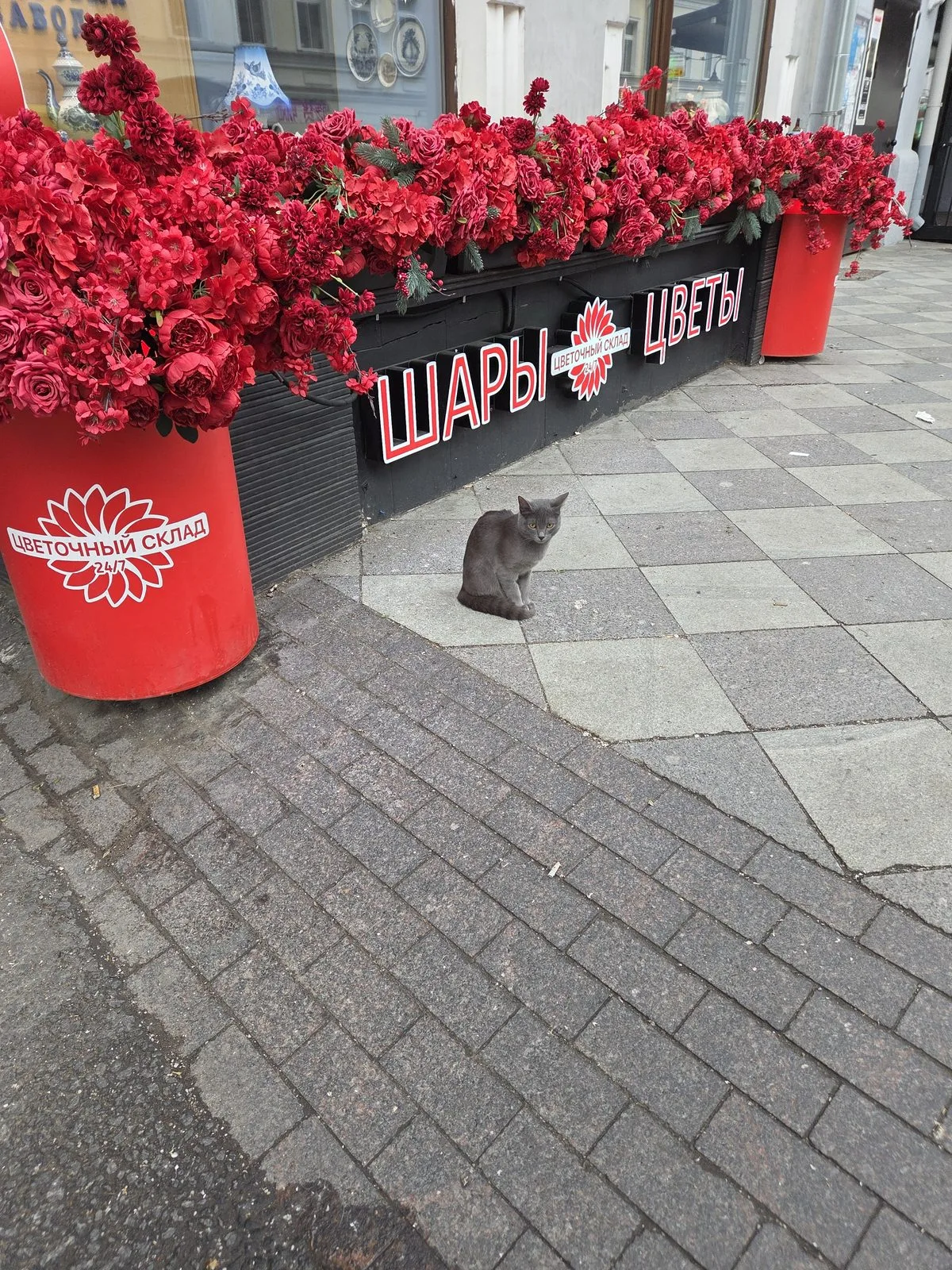 Найдена кошка в Москве — фото питомца
