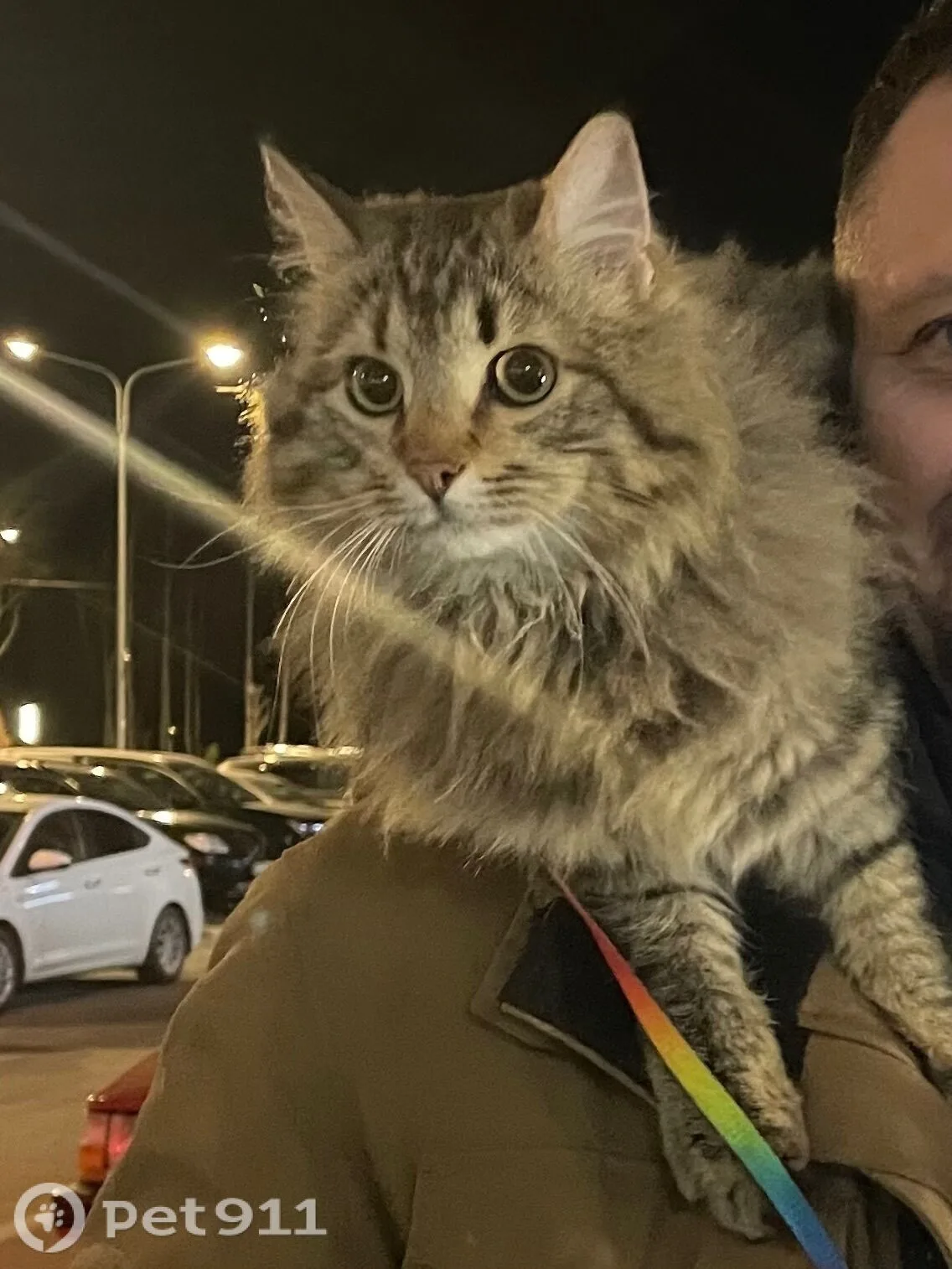 Найдена кошка в Петрозаводске — фото питомца