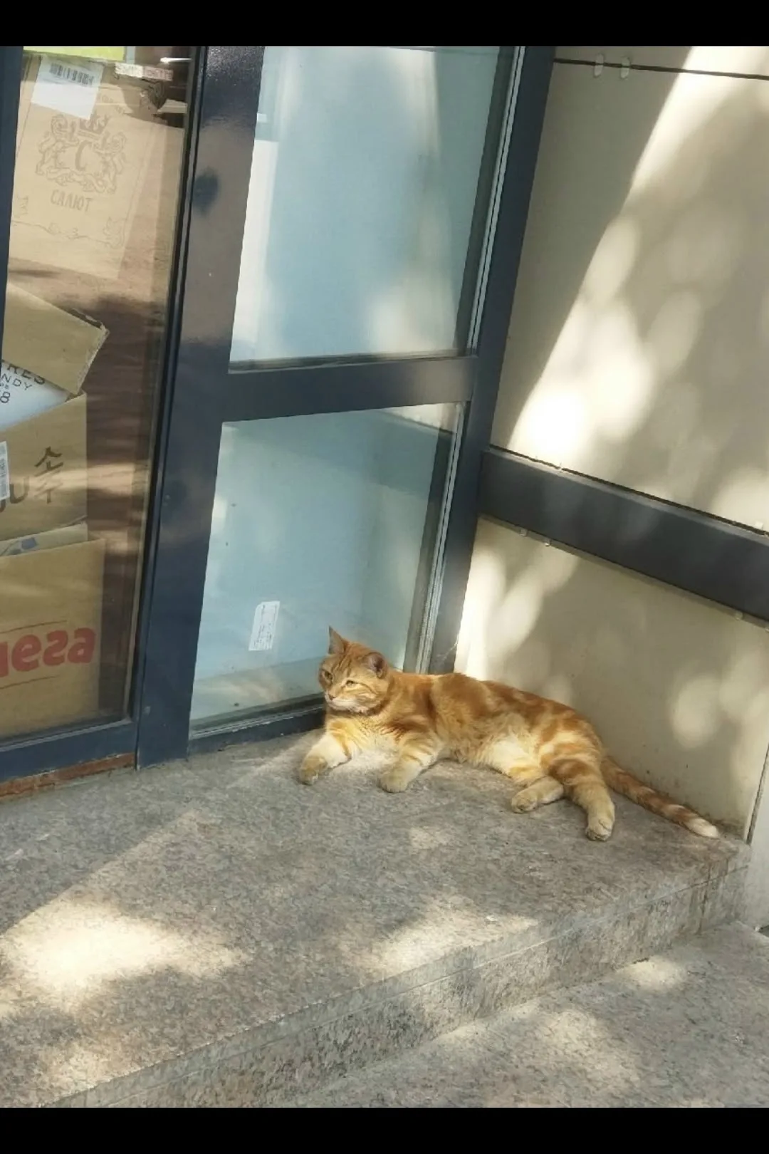 Найдена кошка в Ногинске — фото питомца