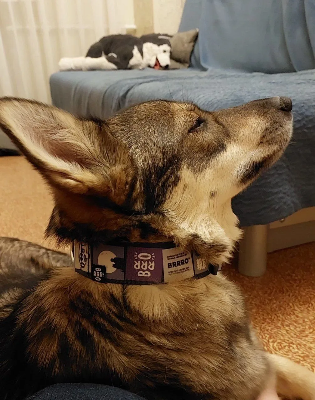 Пропала собака в Москве — фото питомца