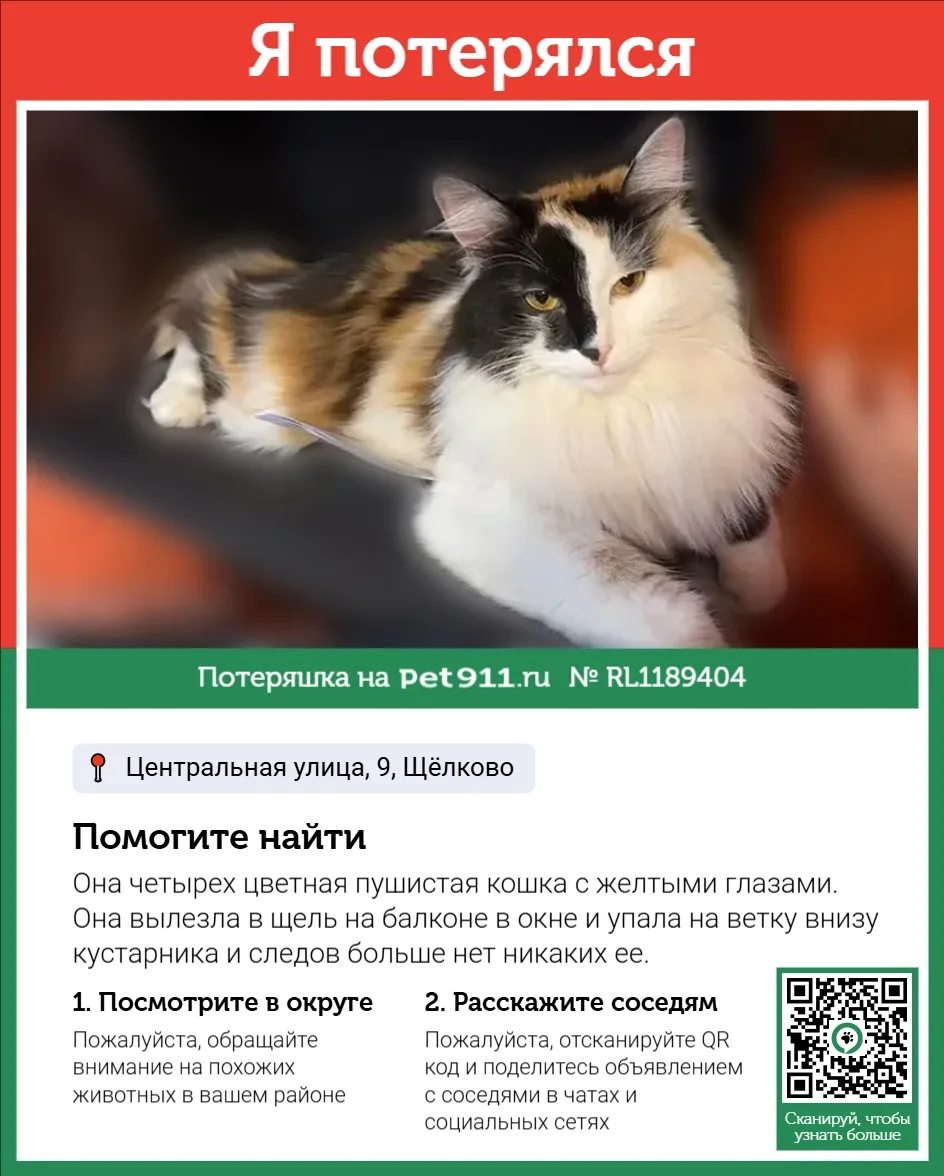 Найдена кошка в Реутове — фото питомца