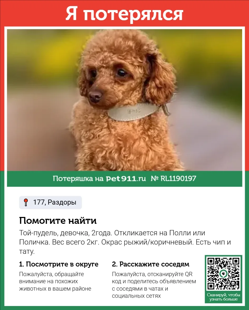 Найдена собака в Реутове — фото питомца