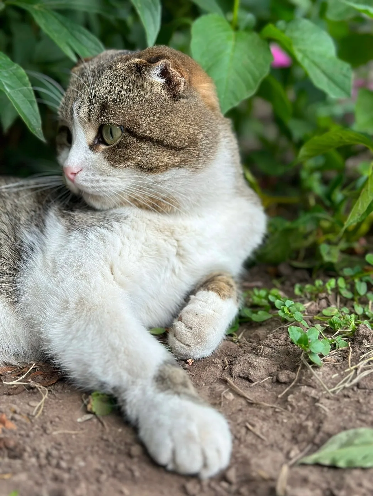 Найдена кошка в Нижнекамске — фото питомца