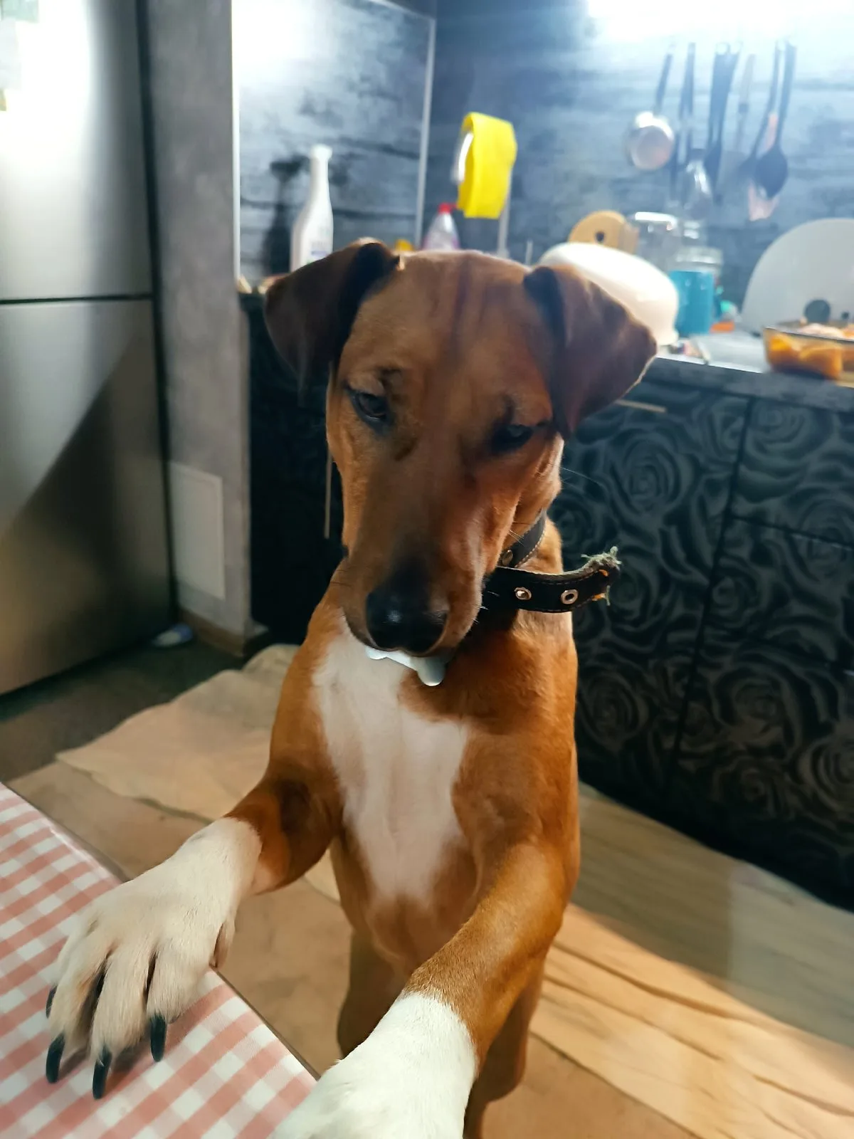 Пропала собака в Тамбове — фото питомца