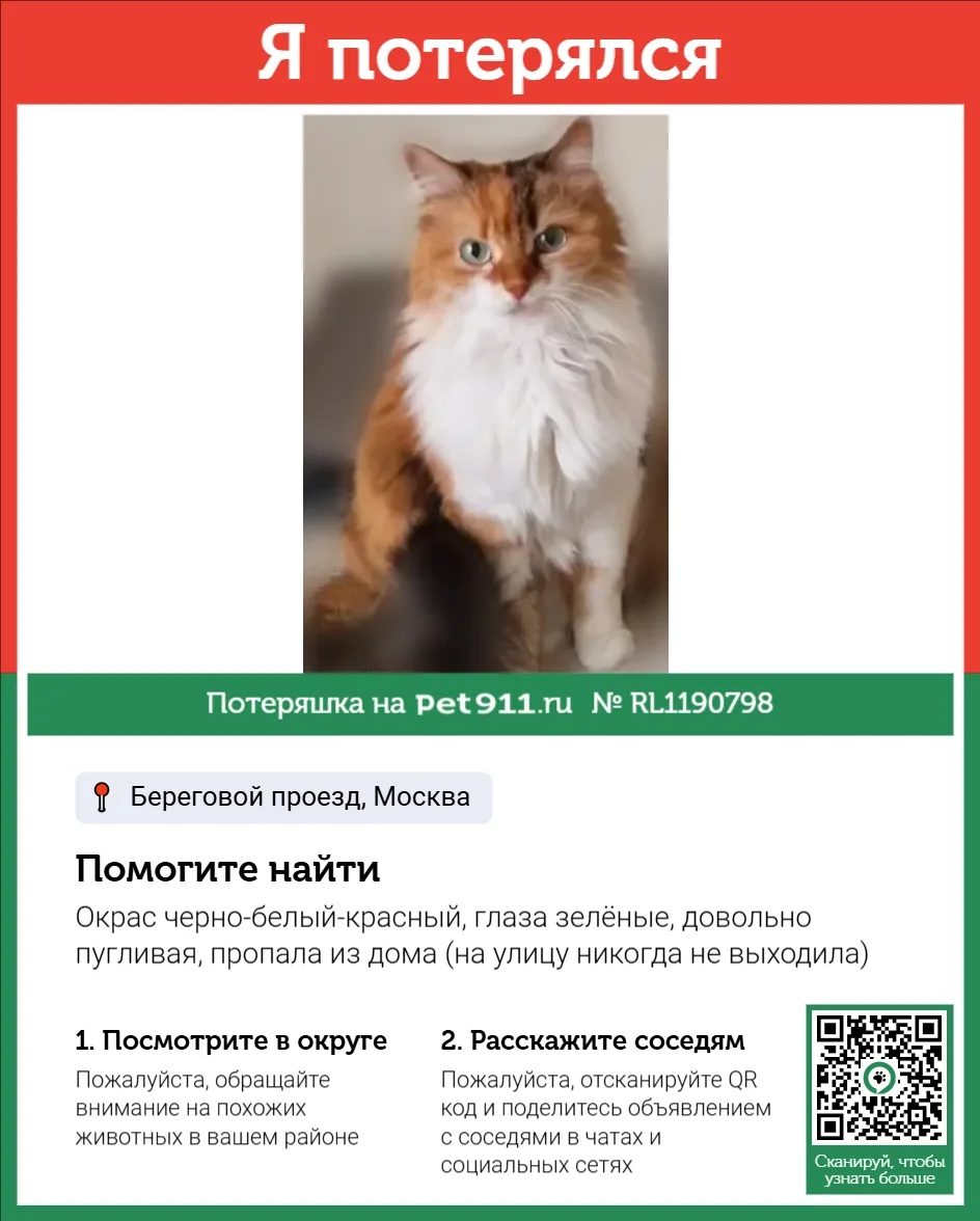 Найдена кошка в Реутове — фото питомца