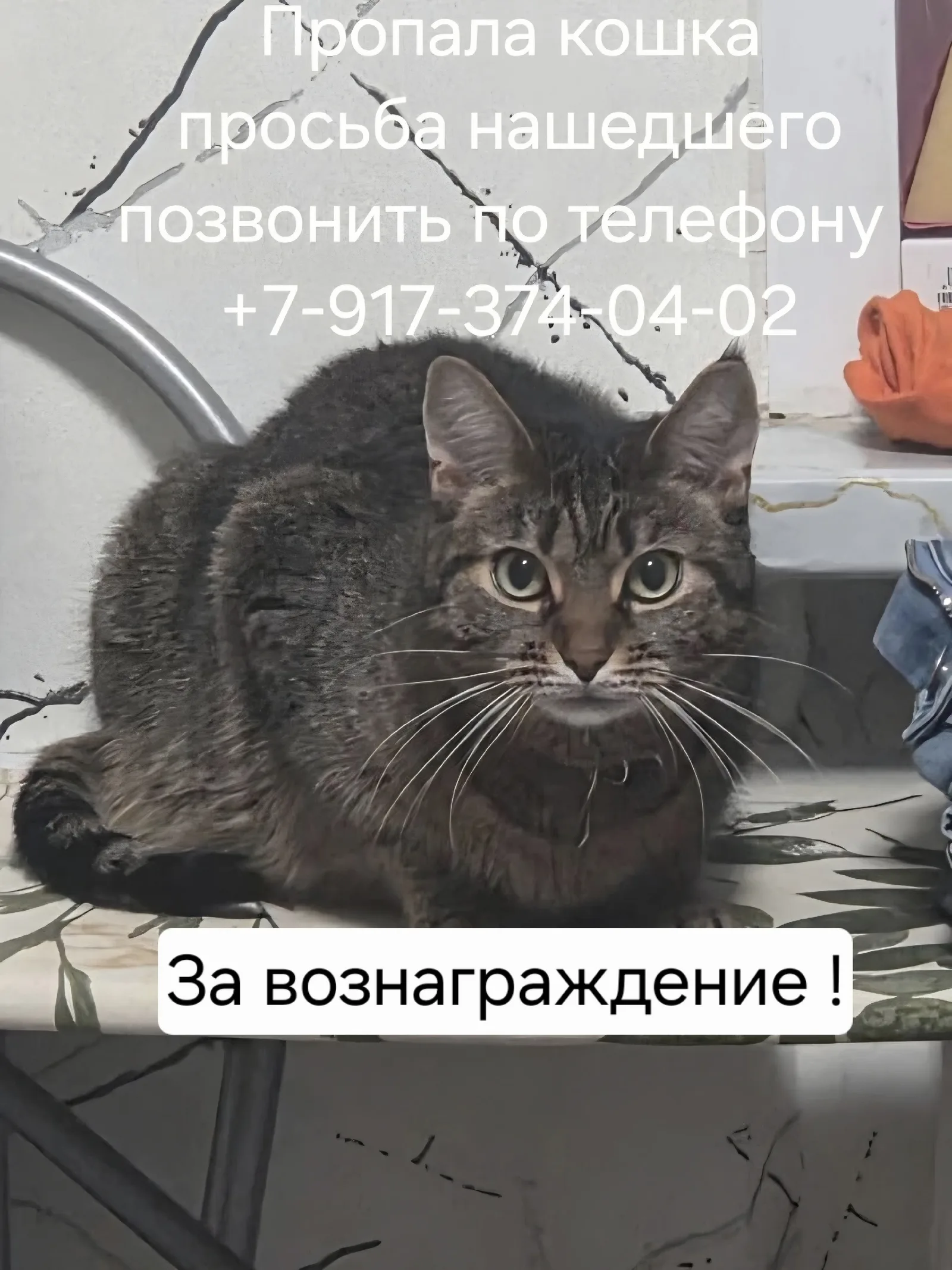 Найдена кошка в Жуковском — фото питомца