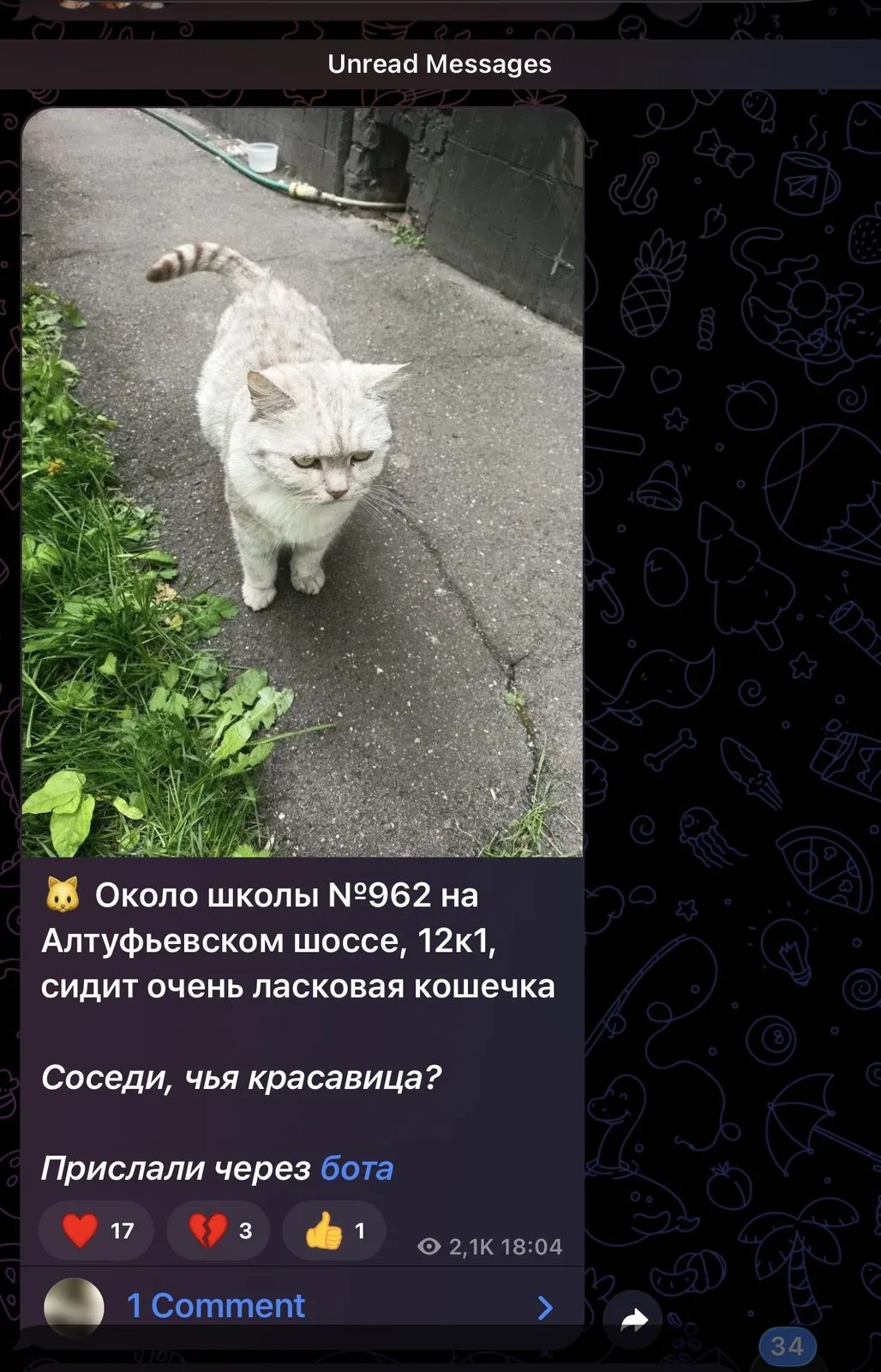 Найдена кошка в Москве — фото питомца