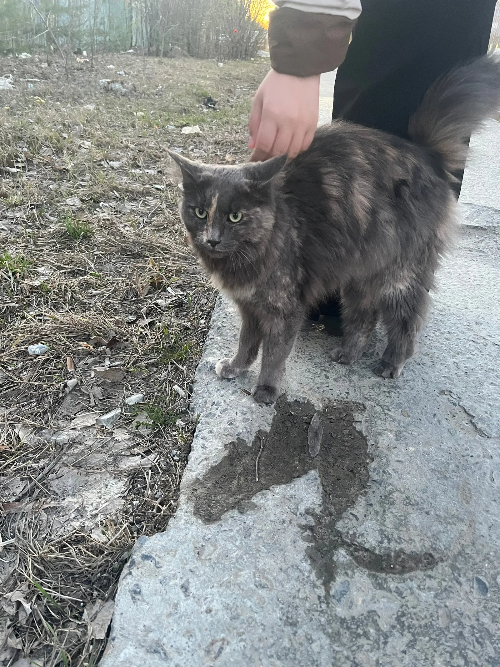 Найдена кошка в Сургуте — фото питомца