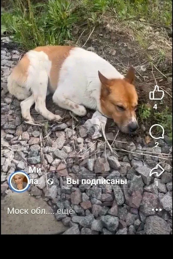 Найдена собака в Ступине — фото питомца