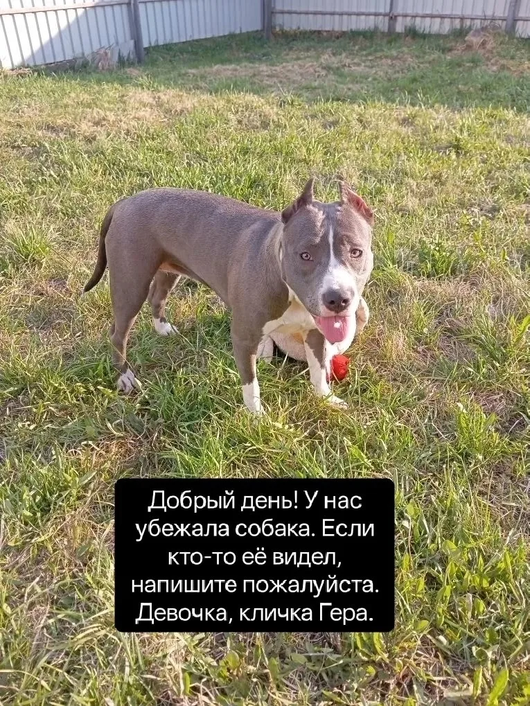 Найдена собака в Клине — фото питомца
