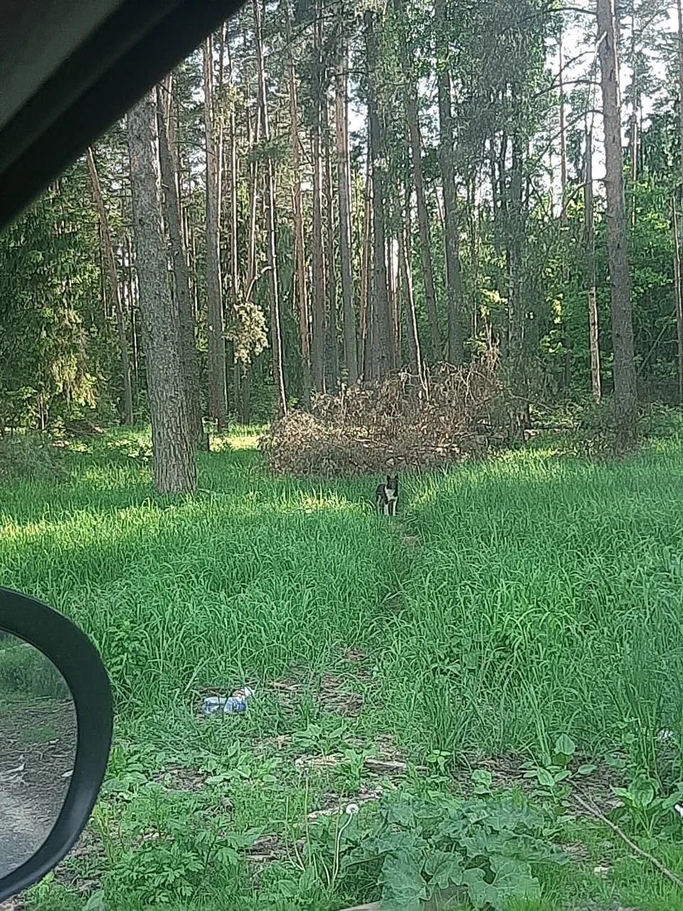 Найдена собака в Егорьевске — фото питомца