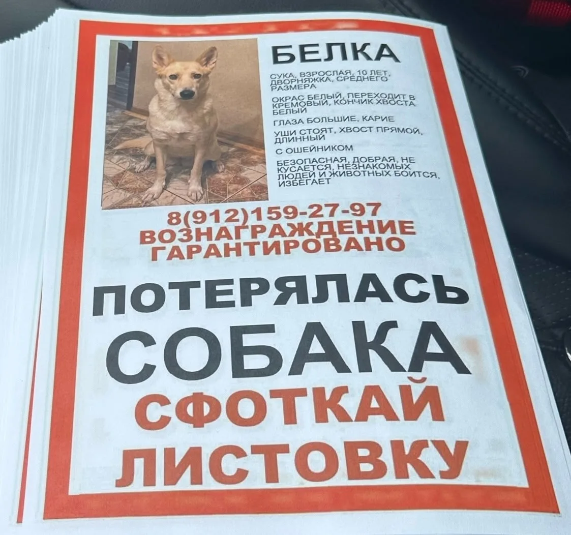 Найдена собака в Ухте — фото питомца
