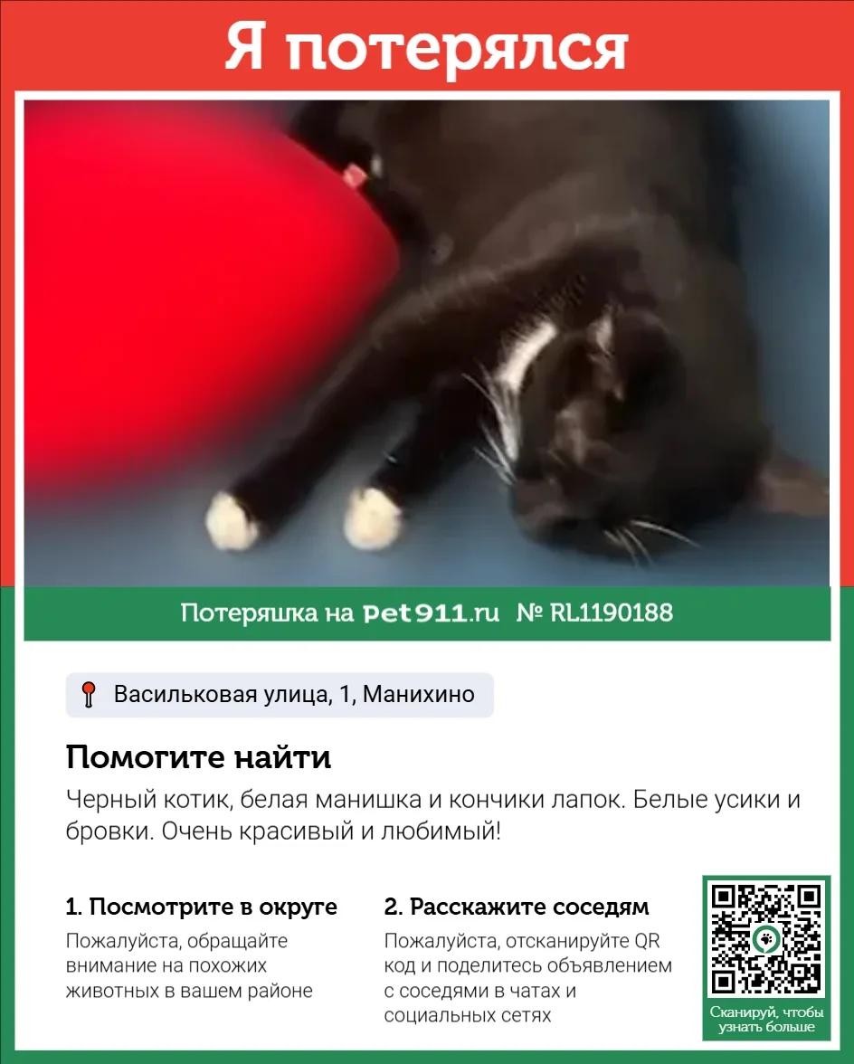 Найдена кошка в Майкопе — фото питомца